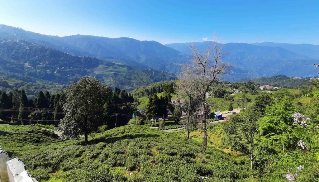 Happy Valley Tea Estate, Darjeeling