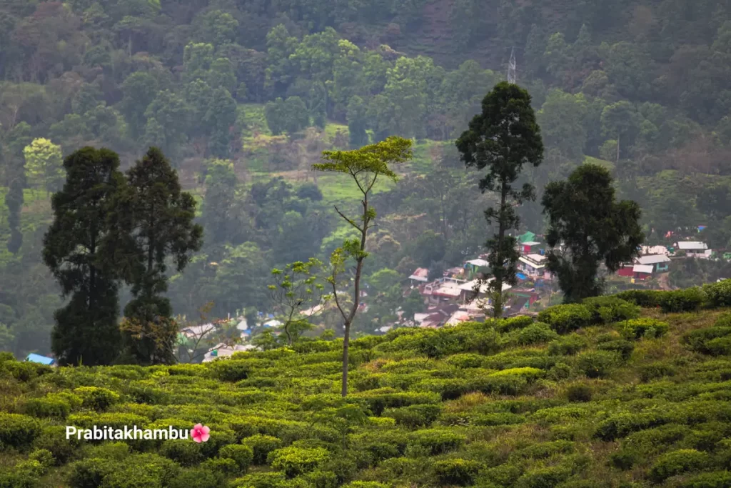 Darjeeling Tea Garden